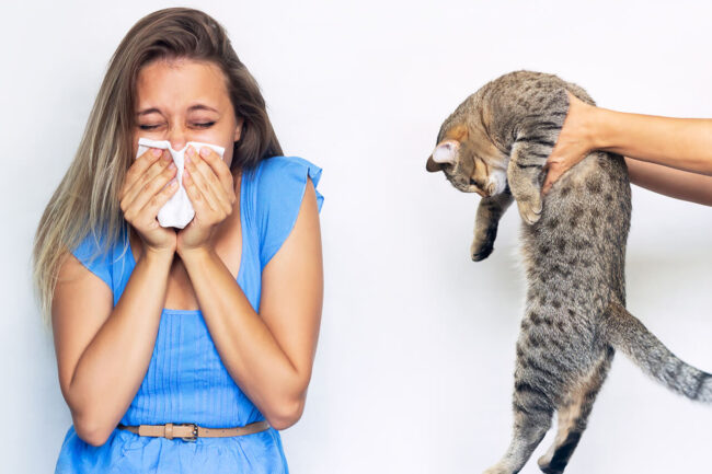 Home Remedies for Cat Allergy: Effective Solutions for Allergies