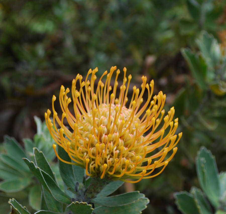 Rhodiola Rosea