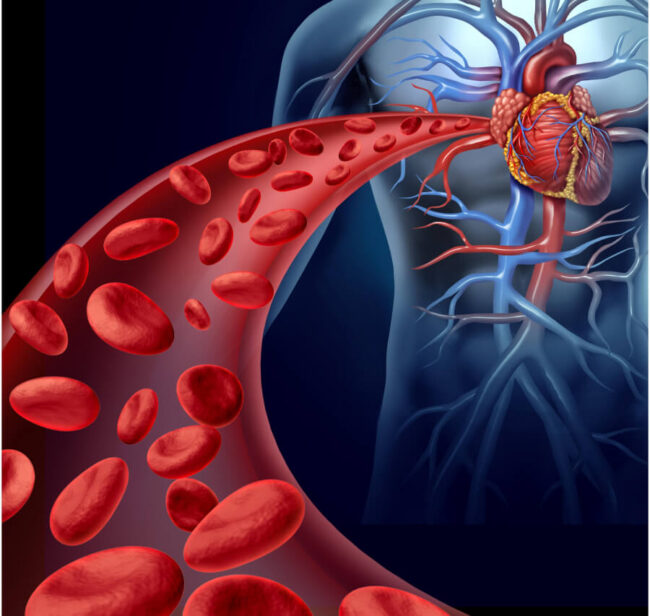 Venas y Arterias: Cómo Difieren y por Qué Importa