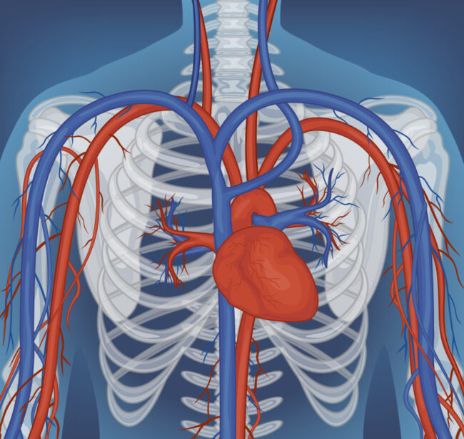 8 Enfermedades del Sistema Circulatorio: Síntomas, Y Riesgos