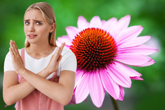 What to Avoid When Taking Echinacea?