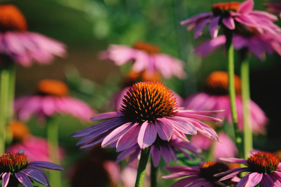 7 Benefits of Echinacea: Guide and Relevant Uses