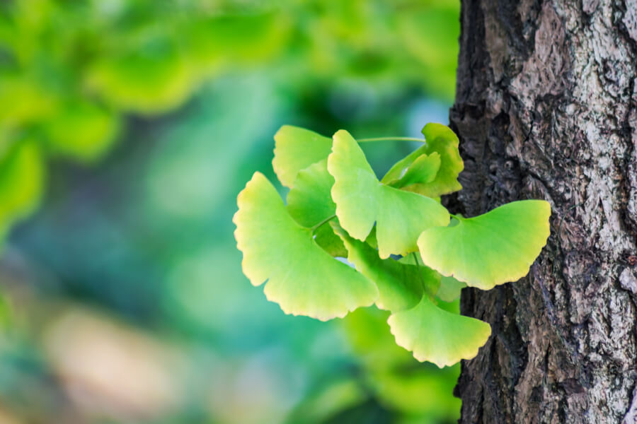 What are the 5 Health Benefits of Ginkgo Biloba?