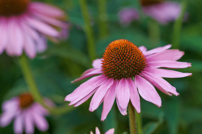 Plantas de Equinácea: ¿Qué debo saber sobre ellas?