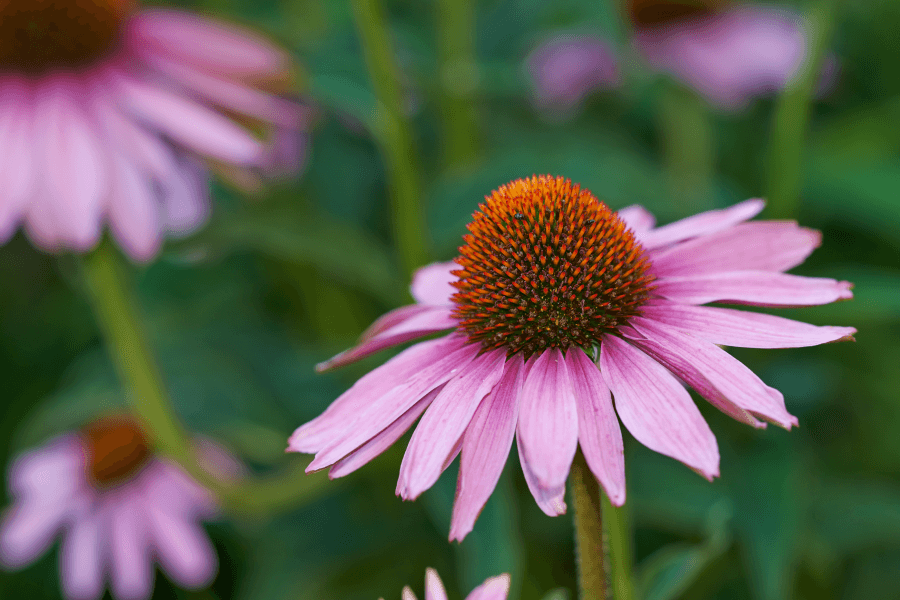 Echinacea plants: What Should I Know About It?