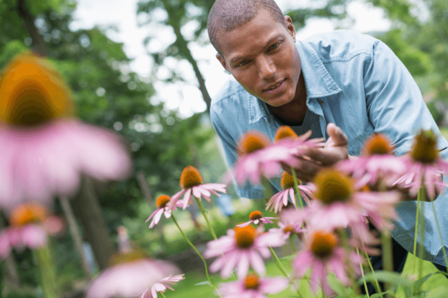 Echinacea plants: What Should I Know About It?