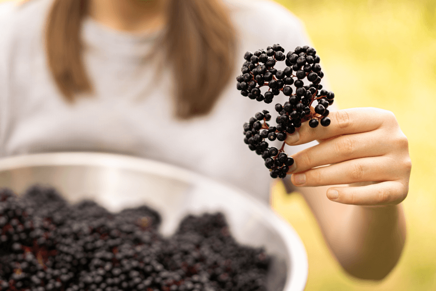 Elderberry with Vitamin C: 8 Properties and Benefits