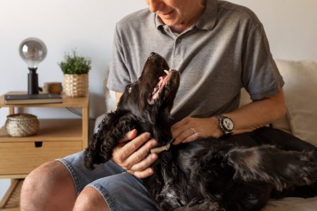 Holistic Pet Care at Home: 7 Simple Ways to Practice it