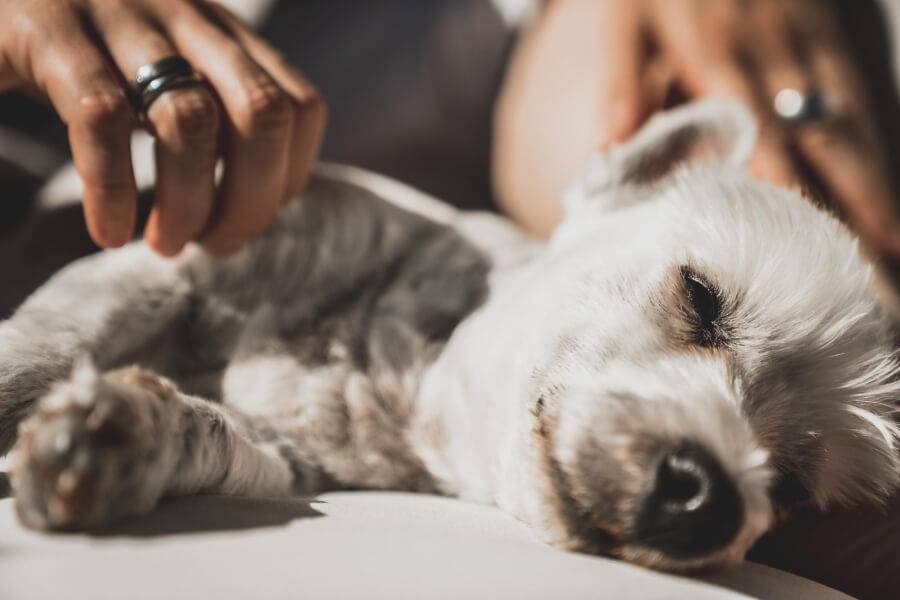 Holistic Pet Care at Home: 7 Simple Ways to Practice it