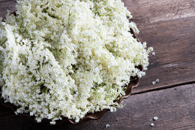 Elderflower Drink: Preparation and Properties