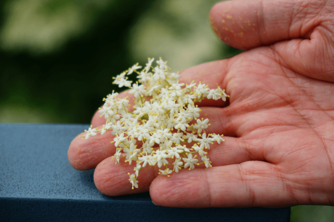 Elderflower Drink: Preparation and Properties