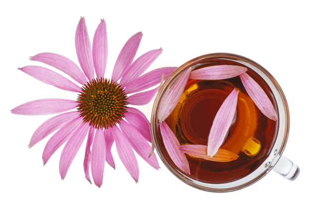 Does Echinacea Really Work Against Colds?