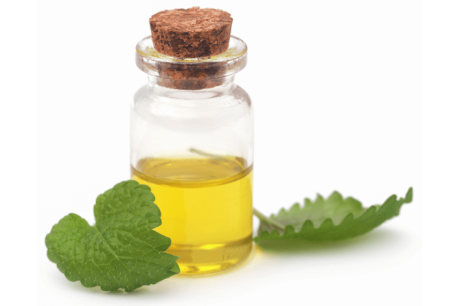 Lemon Balm: 8 Properties and Benefits for the Skin