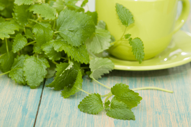 Lemon Balm: 8 Properties and Benefits for the Skin