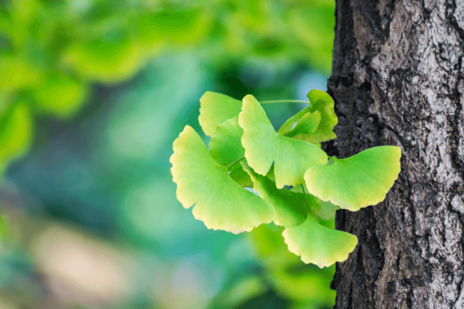 ¿Qué es el ginkgo biloba y para qué sirve?