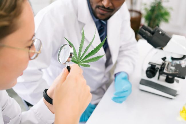 CBD Cannabinoids: Side Effects and Toxicity