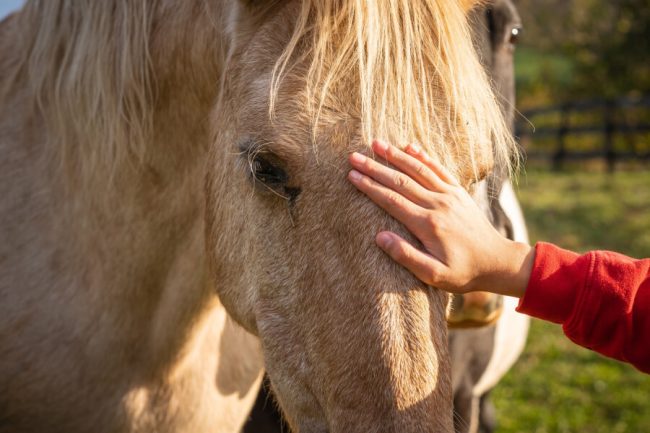 13 Enfermedades Comunes en los Caballos y Cómo Prevenirlas