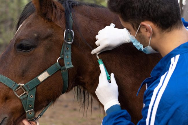 13 Enfermedades en los Caballos y Cómo Prevenirlas