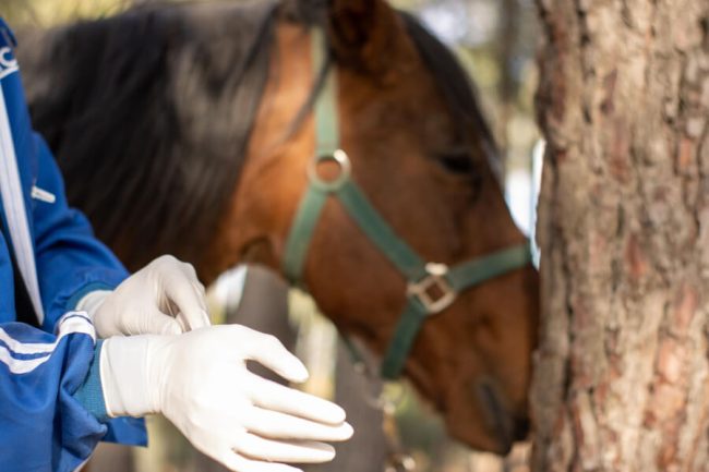 13 Common Diseases in Horses and How to Prevent Them