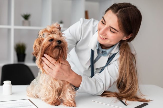 Dog Anxiety: 7 Remedies You Must Try For your Dog Health