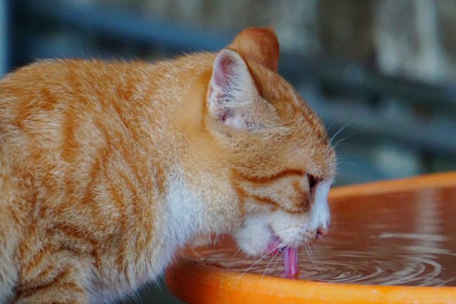 How to Care for a Cat in Summer: Tips to Keep Your Cat Cool