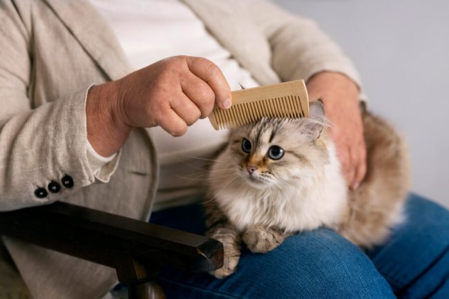 Cuidar a tu Gato en Verano: Consejos para Mantenerlo Fresco