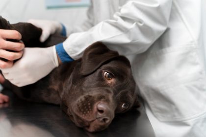 5 Common dog diseases and how to prevent them