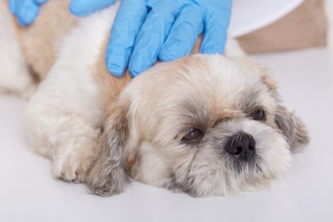 5 Common dog diseases and how to prevent them