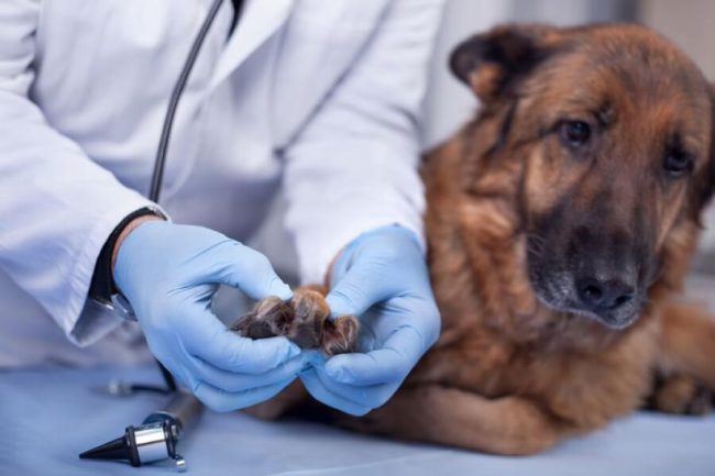 5 Common dog diseases and how to prevent them