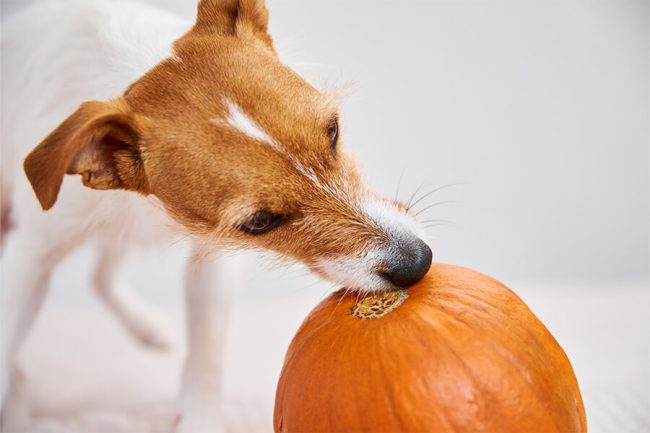 Guía de Alimentos Naturales para Perros: Top 9 para el 2024