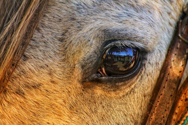 How to Treat Equine Viral Arteritis: Your Questions Answered