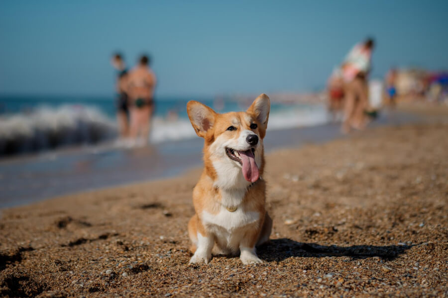 Dog-friendly Beaches in Spain: Top 10 to Visit