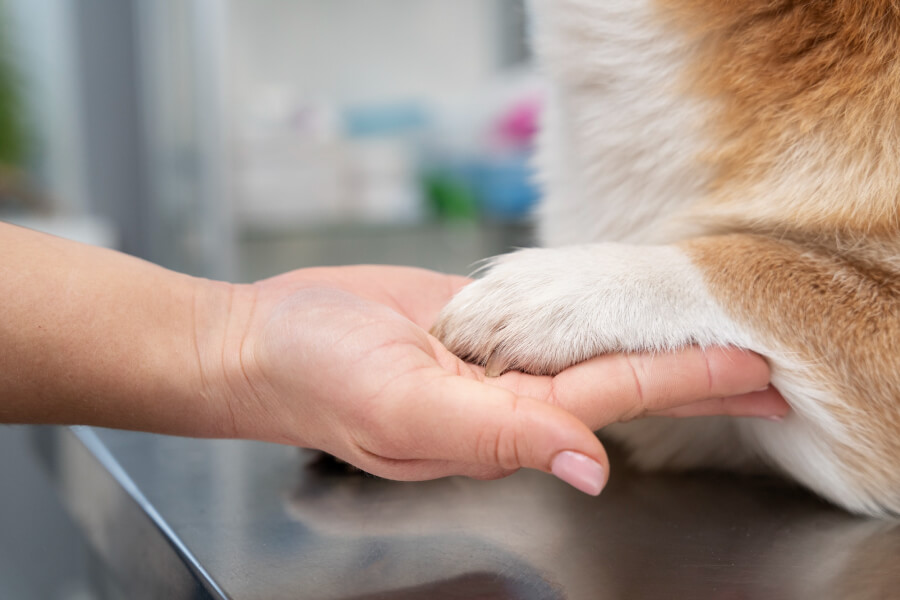 Cómo Mejorar la Salud Articular de tu Perro de Forma Natural