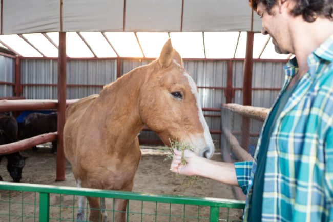 How to Treat Equine Viral Arteritis: Your Questions Answered