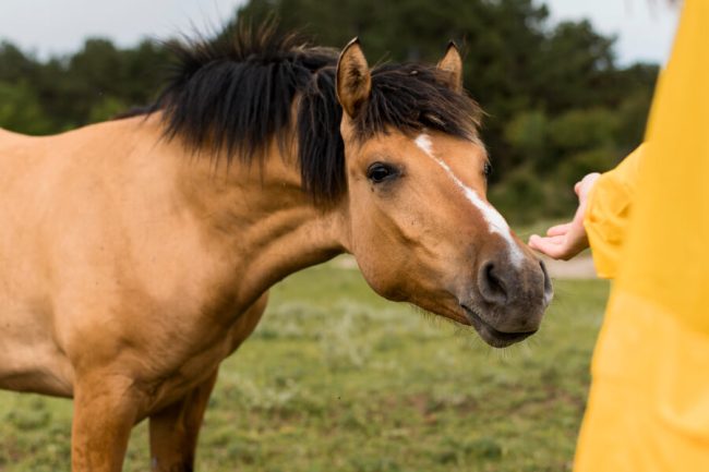 Recognizing Signs of Depression in Horses: 5 Early Behaviors