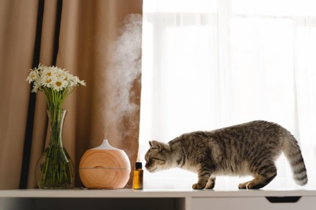 Cómo Calmar la Ansiedad en Gatos con Remedios Naturales