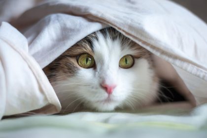 Cat Anxiety in Spain: 4 Effective Natural Remedies