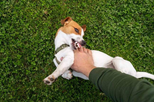 Treating And Preventing Dog Bites: A Comprehensive Guide