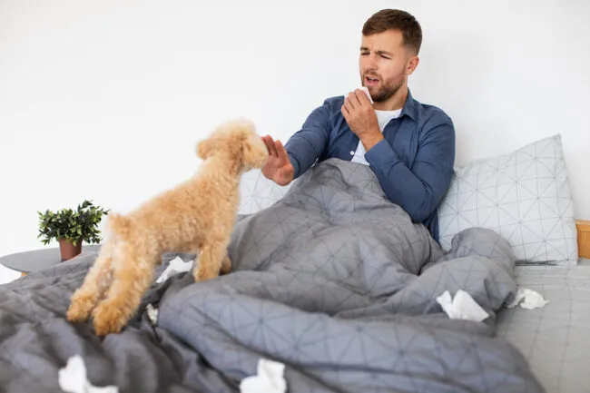 6 remedios caseros para la alergia a los perros