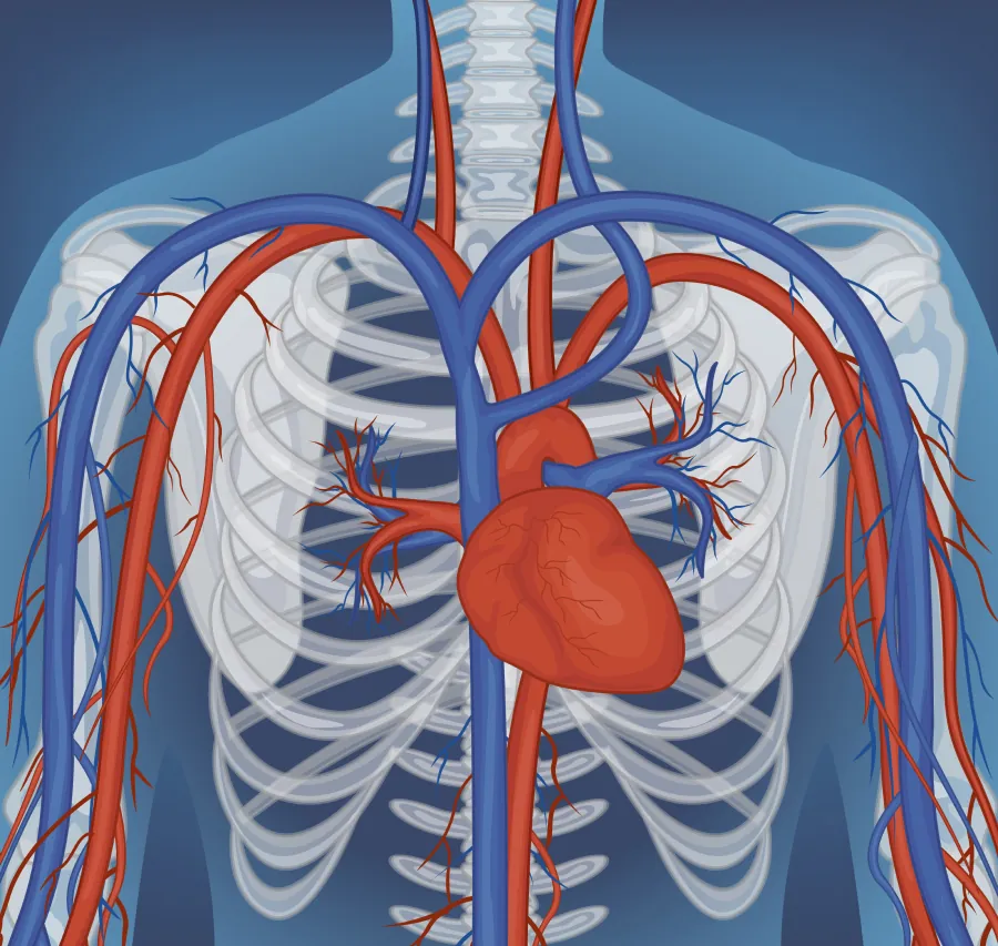 Circulatory System