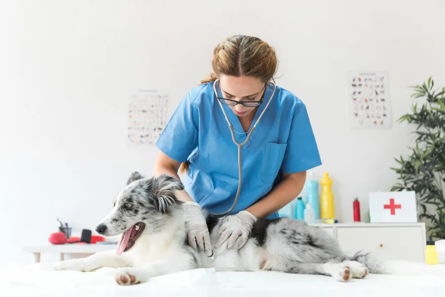 remedios caseros para la alergia en perros