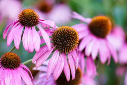 5 Echinacea Benefits and Contraindications: A Complete Guide