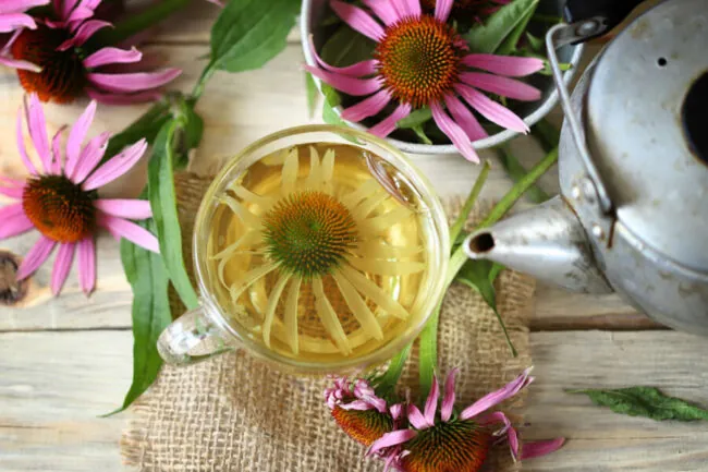 7 Benefits of Echinacea: Guide and Relevant Uses