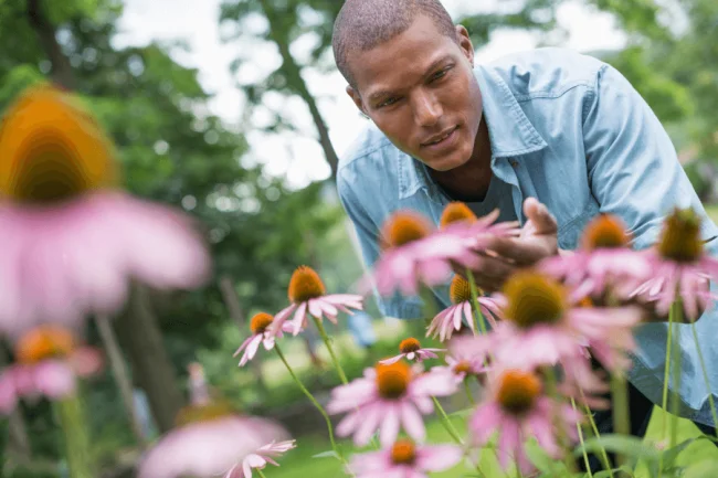 Plantas de Equinácea: ¿Qué debo saber sobre ellas?