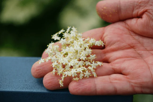 Bebida de Flor de Saúco: Preparación y Propiedades