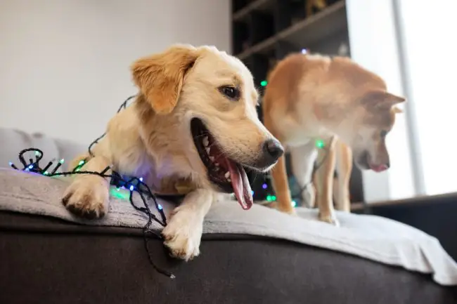 Cómo Calmar Mascotas Hiperactivas con Soluciones Naturales