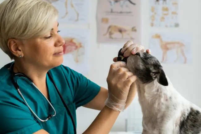 Cómo Calmar Mascotas Hiperactivas con Soluciones Naturales