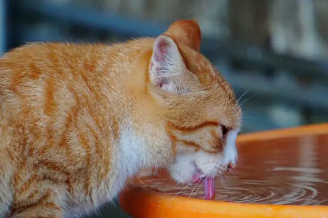 Cuidar a tu Gato en Verano: Consejos para Mantenerlo Fresco