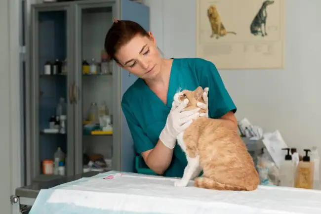 Cuidar a tu Gato en Verano: Consejos para Mantenerlo Fresco