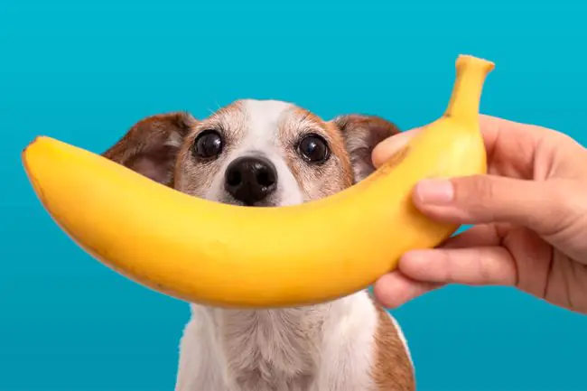 Guía de Alimentos Naturales para Perros: Top 9 para el 2024